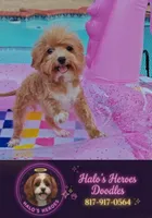 TayTay, a female Cavapoo and Poodle - Toy  for sale in Dallas, TX – 1 of 10