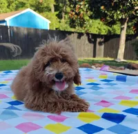 Tabitha (Micro/Petite Goldendoodle-Cavapoo), a female Cavapoo and Miniature Goldendoodle for sale in Dallas, TX – 6 of 10