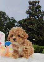 Taylor (Toy Cavapoo), a female Cavapoo and Poodle - Toy  for sale in Dallas, TX – 3 of 10