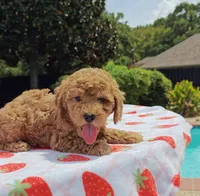 Levi , a male Cavapoo and Miniature Goldendoodle for sale in Dallas, TX – 4 of 10
