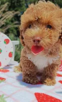 Brittany (Toy Cavapoo), a female Cavapoo and Poodle - Toy  for sale in Dallas, TX – 9 of 10