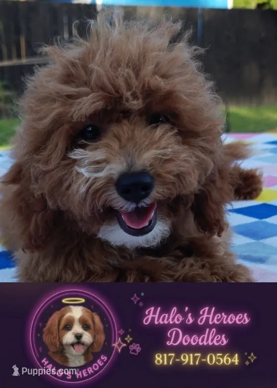 Tabitha (Micro/Petite Goldendoodle-Cavapoo) – Cavapoo, Miniature Goldendoodle puppy for sale in Dallas, TX