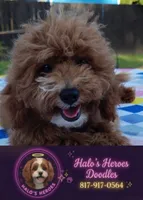 Tabitha (Micro/Petite Goldendoodle-Cavapoo), a female Cavapoo and Miniature Goldendoodle for sale in Dallas, TX – 1 of 10