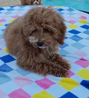 Tabitha (Micro/Petite Goldendoodle-Cavapoo), a female Cavapoo and Miniature Goldendoodle for sale in Dallas, TX – 3 of 10