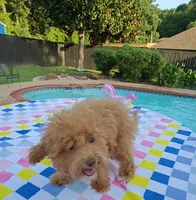 Santana , a male Cavapoo and Poodle - Toy  for sale in Dallas, TX – 10 of 10