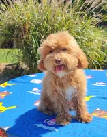 Cooper Toy Cavapoo (5-8lbs Full Grown Size), a male Cavapoo and Poodle - Toy  for sale in Dallas, TX – 5 of 10
