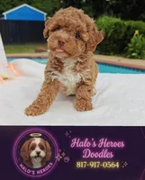 Flexible financing available ☎️817-917-0564📱, a female Cavapoo and Poodle - Toy  for sale in Dallas, TX – 4 of 10