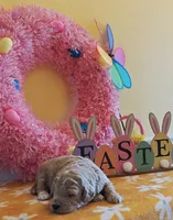 Titan (Micro/Petite Goldendoodle-Cavapoo), a male Cavapoo and Miniature Goldendoodle for sale in Dallas, TX – Photo 2 of 9