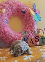 Titan (Micro/Petite Goldendoodle-Cavapoo), a male Cavapoo and Miniature Goldendoodle for sale in Dallas, TX – Photo 8 of 9