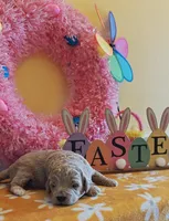 Titan (Micro/Petite Goldendoodle-Cavapoo), a male Cavapoo and Miniature Goldendoodle for sale in Dallas, TX – Photo 3 of 9