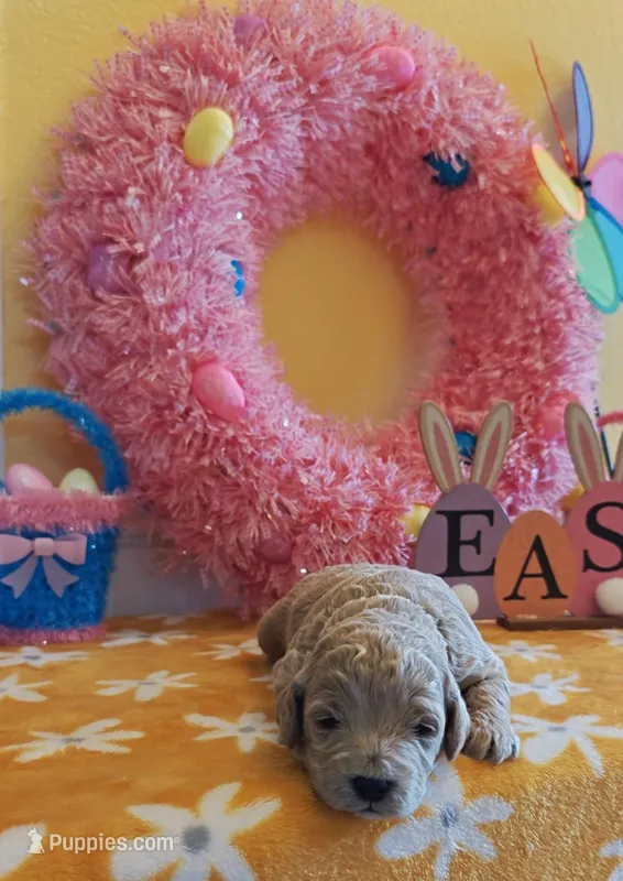 Titan (Micro/Petite Goldendoodle-Cavapoo) – Cavapoo, Miniature Goldendoodle puppy for sale in Dallas, TX