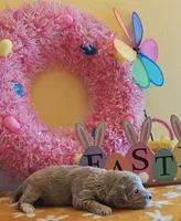 Titan (Micro/Petite Goldendoodle-Cavapoo), a male Cavapoo and Miniature Goldendoodle for sale in Dallas, TX – Photo 5 of 9