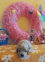 Titan (Micro/Petite Goldendoodle-Cavapoo), a male Cavapoo and Miniature Goldendoodle for sale in Dallas, TX – Photo 4 of 9