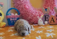 Titan (Micro/Petite Goldendoodle-Cavapoo), a male Cavapoo and Miniature Goldendoodle for sale in Dallas, TX – Photo 6 of 9