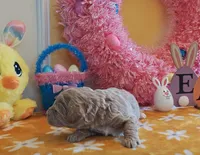 Titan (Micro/Petite Goldendoodle-Cavapoo), a male Cavapoo and Miniature Goldendoodle for sale in Dallas, TX – Photo 7 of 9