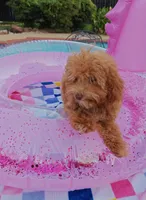 Santana , a male Cavapoo and Poodle - Toy  for sale in Dallas, TX – 9 of 10
