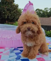 Santana , a male Cavapoo and Poodle - Toy  for sale in Dallas, TX – 2 of 10