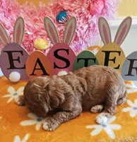 June (Miniature Goldendoodle-Cavapoo), a female Cavapoo and Miniature Goldendoodle for sale in Dallas, TX – Photo 10 of 10