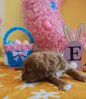 June (Miniature Goldendoodle-Cavapoo), a female Cavapoo and Miniature Goldendoodle for sale in Dallas, TX – Photo 5 of 10