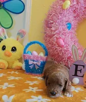 June (Miniature Goldendoodle-Cavapoo), a female Cavapoo and Miniature Goldendoodle for sale in Dallas, TX – Photo 3 of 10