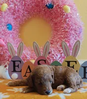 June (Miniature Goldendoodle-Cavapoo), a female Cavapoo and Miniature Goldendoodle for sale in Dallas, TX – Photo 9 of 10