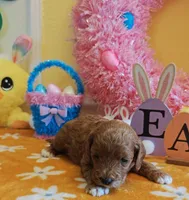 June (Miniature Goldendoodle-Cavapoo), a female Cavapoo and Miniature Goldendoodle for sale in Dallas, TX – Photo 8 of 10