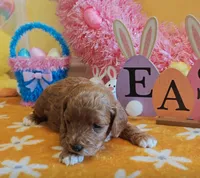 June (Miniature Goldendoodle-Cavapoo), a female Cavapoo and Miniature Goldendoodle for sale in Dallas, TX – Photo 6 of 10