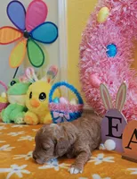 June (Miniature Goldendoodle-Cavapoo), a female Cavapoo and Miniature Goldendoodle for sale in Dallas, TX – Photo 1 of 10