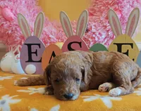 June (Miniature Goldendoodle-Cavapoo), a female Cavapoo and Miniature Goldendoodle for sale in Dallas, TX – Photo 7 of 10