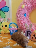 June (Miniature Goldendoodle-Cavapoo), a female Cavapoo and Miniature Goldendoodle for sale in Dallas, TX – Photo 4 of 10