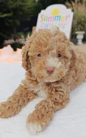 Xavier (Toy Cavapoo), a male Cavapoo and Poodle - Toy  for sale in Dallas, TX – 8 of 10