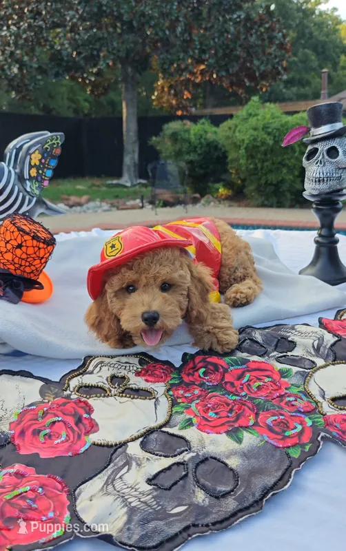 Levi  – Cavapoo, Miniature Goldendoodle puppy for sale in Dallas, TX