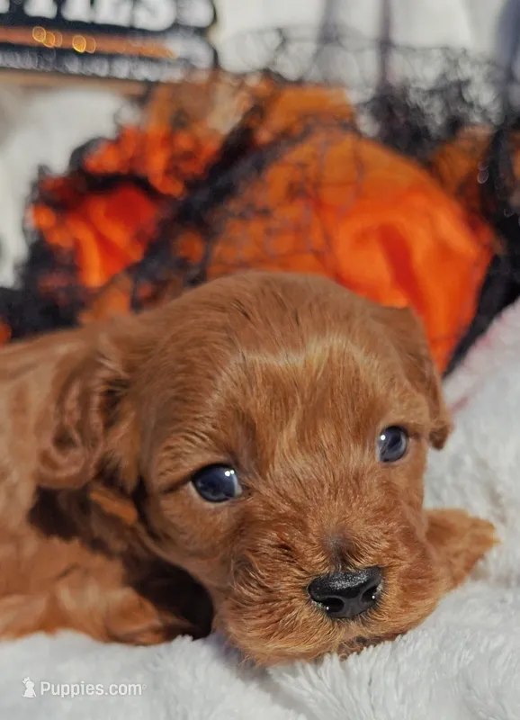 Rex – Cavapoo, Miniature Goldendoodle puppy for sale in Dallas, TX