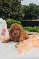 Flexible financing available ☎️817-917-0564📱, a female Cavapoo and Poodle - Toy  for sale in Dallas, TX – 8 of 10