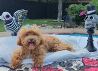 Cooper Toy Cavapoo, a male Cavapoo and Poodle - Toy  for sale in Dallas, TX – 3 of 10
