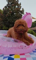 Tillie (Micro/Petite Goldendoodle-Cavapoo), a female Cavapoo and Miniature Goldendoodle for sale in Dallas, TX – 3 of 10