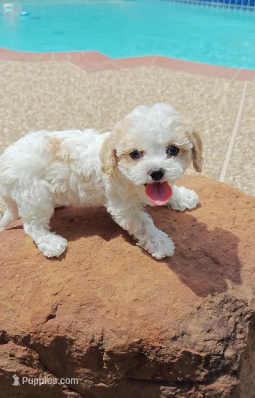 Shia – Cavapoo, Miniature Goldendoodle puppy for sale in Dallas, TX