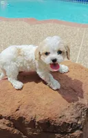 Shia, a male Cavapoo and Miniature Goldendoodle for sale in Dallas, TX – 1 of 10