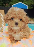Taylor (Toy Cavapoo), a female Cavapoo and Poodle - Toy  for sale in Dallas, TX – 9 of 10