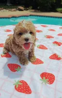 Ronni, a female Cavapoo and Miniature Goldendoodle for sale in Dallas, TX – 3 of 10