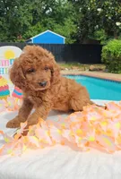 Joy (Miniature Goldendoodle-Cavapoo), a female Cavapoo and Miniature Goldendoodle for sale in Dallas, TX – 4 of 10