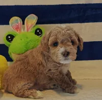 Thor (Micro/Petite Goldendoodle-Cavapoo), a male Cavapoo and Miniature Goldendoodle for sale in Dallas, TX – Photo 3 of 10
