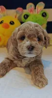 Thor (Micro/Petite Goldendoodle-Cavapoo), a male Cavapoo and Miniature Goldendoodle for sale in Dallas, TX – Photo 2 of 10