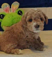 Thor (Micro/Petite Goldendoodle-Cavapoo), a male Cavapoo and Miniature Goldendoodle for sale in Dallas, TX – Photo 5 of 10