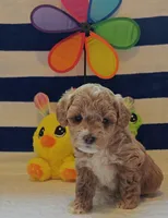 Thor (Micro/Petite Goldendoodle-Cavapoo), a male Cavapoo and Miniature Goldendoodle for sale in Dallas, TX – Photo 6 of 10