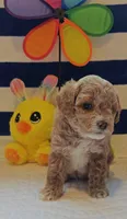 Thor (Micro/Petite Goldendoodle-Cavapoo), a male Cavapoo and Miniature Goldendoodle for sale in Dallas, TX – Photo 9 of 10