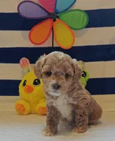Thor (Micro/Petite Goldendoodle-Cavapoo), a male Cavapoo and Miniature Goldendoodle for sale in Dallas, TX – Photo 4 of 10