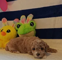 Thor (Micro/Petite Goldendoodle-Cavapoo), a male Cavapoo and Miniature Goldendoodle for sale in Dallas, TX – Photo 8 of 10