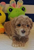 Thor (Micro/Petite Goldendoodle-Cavapoo), a male Cavapoo and Miniature Goldendoodle for sale in Dallas, TX – Photo 10 of 10