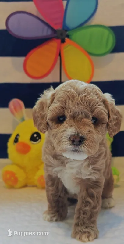 Thor (Micro/Petite Goldendoodle-Cavapoo) – Cavapoo, Miniature Goldendoodle puppy for sale in Dallas, TX